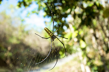 Image showing Nephila pilipes, big spider, Bali, Indonesia