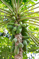 Image showing Green papaya on the tree, Bali Indonesia