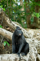 Image showing portrait of Celebes crested macaque, Sulawesi, Indonesia