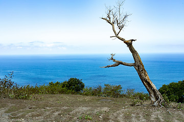 Image showing dead tree at Bali Manta Point Diving place at Nusa Penida island