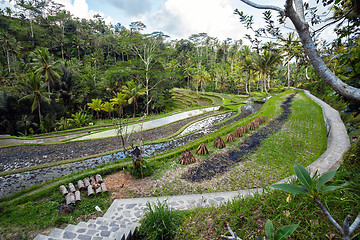 Image showing Rice terraced paddy fields in Gunung Kawi, Bali, Indonesia