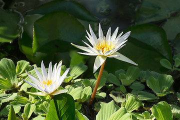 Image showing white water lily