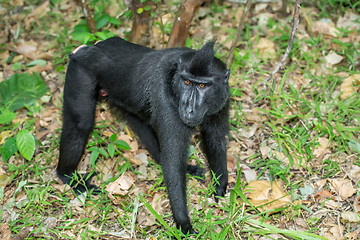 Image showing portrait of Celebes crested macaque, Sulawesi, Indonesia