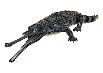 Image showing Gharial