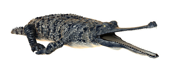 Image showing Gharial