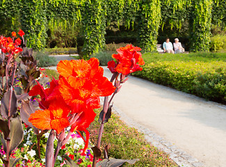 Image showing Senior adies in garden