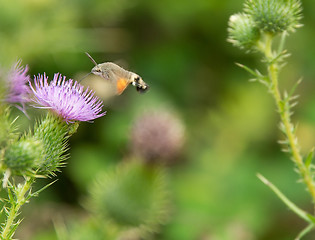 Image showing Hummingbird hawk-moth