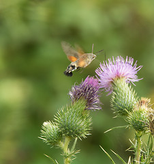 Image showing Hummingbird hawk-moth