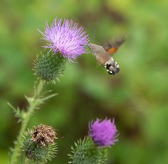 Image showing Hummingbird hawk-moth