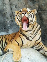 Image showing Tiger yawning