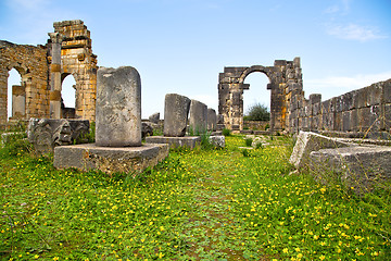 Image showing volubilis in morocco africa the yellow flower