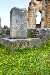 Image showing volubilis in morocco africa yellow flower monument and site