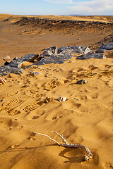 Image showing  old fossil in  the desert of morocco footstep