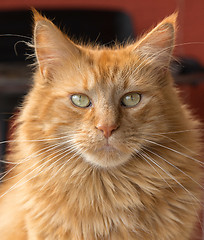 Image showing Maine Coon cat