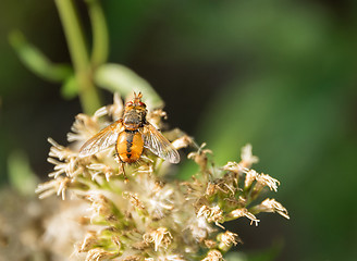 Image showing Hoverfly on flower head