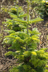 Image showing young fir tree