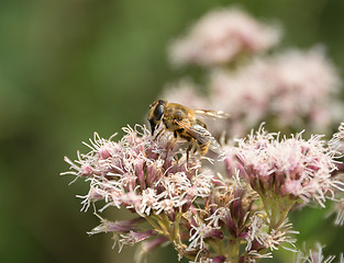 Image showing Hoverfly on flower head