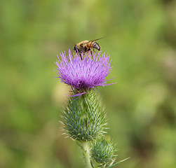 Image showing Hoverfly on thistle flower