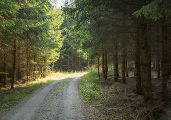 Image showing idyllic forest track