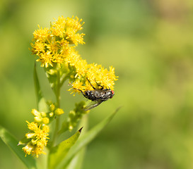Image showing Flesh fly on yellow flower