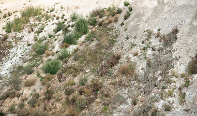 Image showing overgrown hillslope