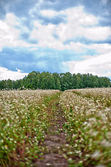 Image showing Buckwheat field and road