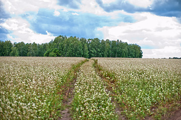 Image showing Buckwheat field and road