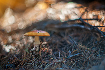 Image showing Forest mushroom.