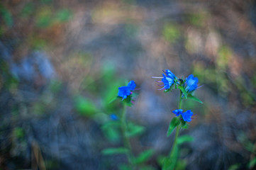 Image showing flower