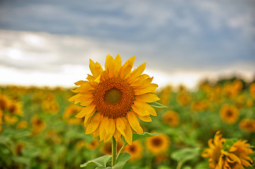 Image showing sunflowers