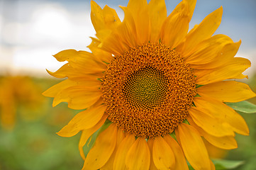 Image showing sunflowers