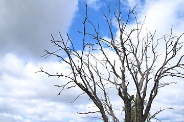 Image showing Tree Against the Sky