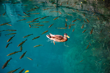 Image showing Duck and fishes in water of Plitvice Lakes, Croatia