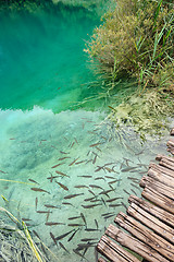 Image showing Fishes in clear water of Plitvice Lakes, Croatia