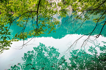 Image showing Clear water of Plitvice Lakes, Croatia