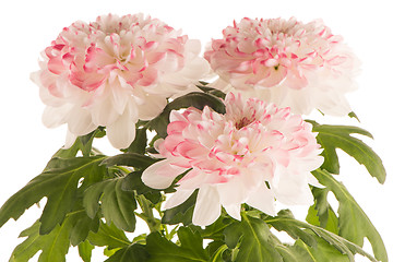 Image showing Beautiful Chrysanthemum flowers 