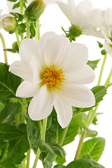 Image showing white dahlia