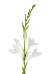 Image showing Lilies