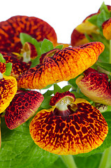 Image showing Closeup of yellow and red calceolarua flowers