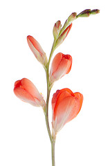 Image showing Orange lilies