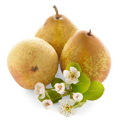 Image showing Three ripe pears