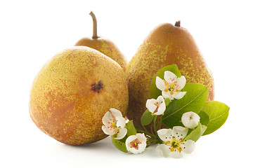 Image showing Three ripe pears