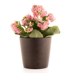 Image showing Kalanchoe Calandiva flowers