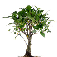 Image showing Chinese green bonsai tree