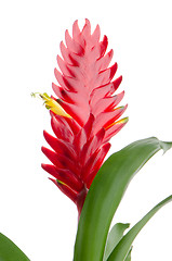 Image showing Bromelia Flower