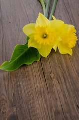 Image showing Jonquil flowers