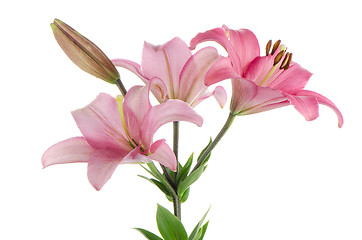 Image showing Pink lilies