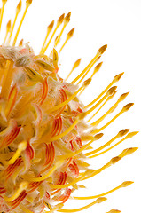 Image showing Pincushion Protea