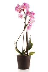 Image showing Beautiful pink orchid in a flowerpot