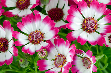 Image showing Beautiful pink flowers and green grass